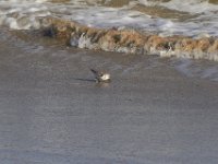 11-12-11-Assateague-2369