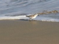 11-12-11-Assateague-2371