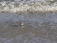 11-12-11-Assateague-2372