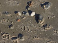 11-12-11-Assateague-2373