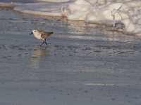 11-12-11-Assateague-2392