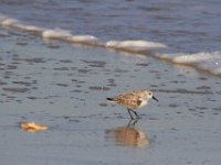 11-12-11-Assateague-2397