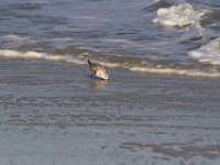 11-12-11-Assateague-2400