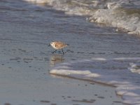 11-12-11-Assateague-2402