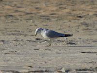 11-12-11-Assateague-2420