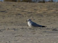11-12-11-Assateague-2424