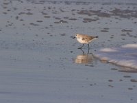 11-12-11-Assateague-2428