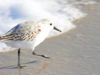 11-12-11-Assateague-2434