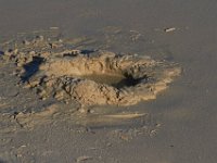 11-12-11-Assateague-2452