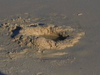 11-12-11-Assateague-2453