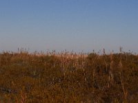 11-12-11-Assateague-2467