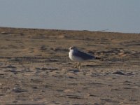 11-12-11-Assateague-2511