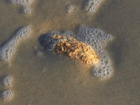 11-12-11-Assateague-2528