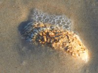 11-12-11-Assateague-2529