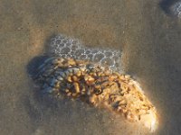 11-12-11-Assateague-2530