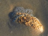 11-12-11-Assateague-2531