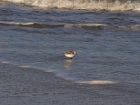 11-12-11-Assateague-2542