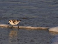 11-12-11-Assateague-2544
