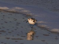 11-12-11-Assateague-2546