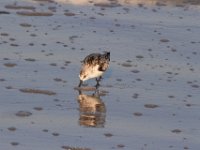 11-12-11-Assateague-2549