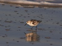11-12-11-Assateague-2550