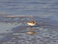 11-12-11-Assateague-2551