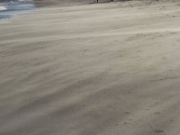 11-12-11-Assateague-2561