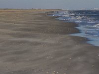 11-12-11-Assateague-2587