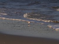 11-12-11-Assateague-2602