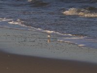 11-12-11-Assateague-2603