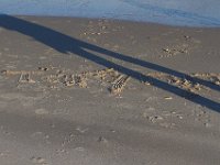 11-12-11-Assateague-2609