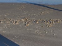 11-12-11-Assateague-2611