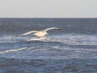11-12-11-Assateague-2617