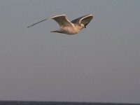 11-12-11-Assateague-2619