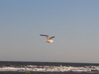 11-12-11-Assateague-2624