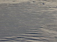 11-12-11-Assateague-2673