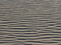 11-12-11-Assateague-2685