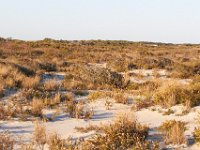 11-12-11-Assateague-2705
