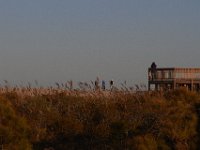 11-12-11-Assateague-2717