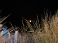 11-12-11-Assateague-2719