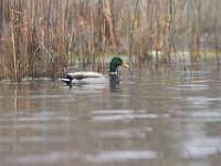 03-18-12-St Marys Lake-4142