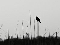 04-07-12-Mattawoman