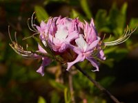 04-07-12-Mattawoman-4839