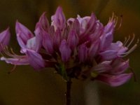 04-14-12-Rocky Gorge-5382