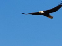 01-02-13-Conowingo Dam-5146