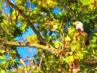 05-27-13-Nanjemoy-0035-2