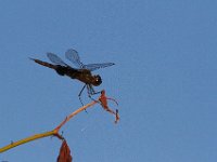 07-06-13-Mattawoman-1751