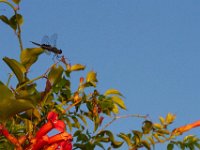 07-06-13-Mattawoman-1756