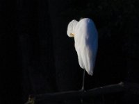 07-06-13-Mattawoman-1810