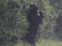 08-13-13-NC4138